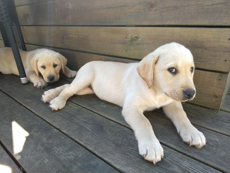 Labrador Retriever Hvalpe Til Salg P K Bhund Dk