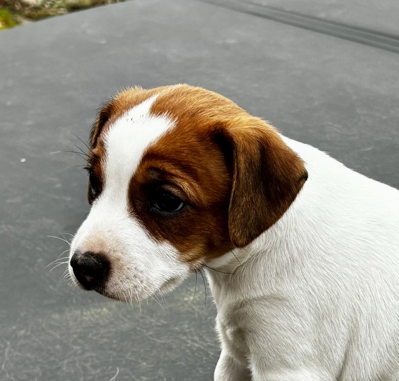 Dansk Svensk G Rdhund Hvalpe Til Salg P K Bhund Dk