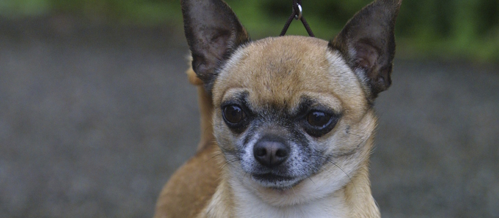 Chihuahua, korthåret