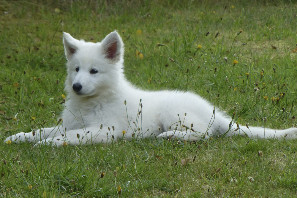 Hvid Schweizisk Hyrdehund