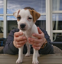6 Parson Russell Terrier til salg på købhund.dk
