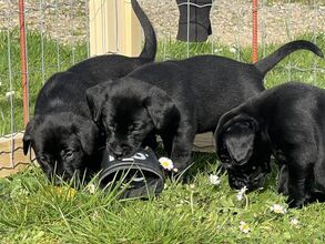 7 Labrador Retriever til salg på købhund.dk