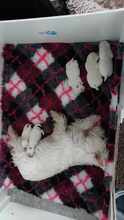 5 West Highland White Terrier til salg på købhund.dk