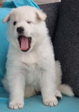 10 Hvid Schweizisk Hyrdehund til salg på købhund.dk