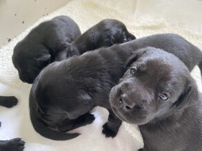 5 Labrador Retriever til salg på købhund.dk