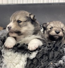 6 Finsk Lapphund til salg på købhund.dk