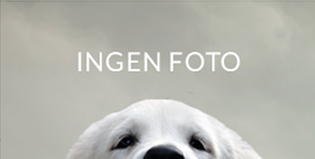 2 West Highland White Terrier til salg på købhund.dk