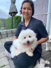 6 Coton de Tulear til salg på købhund.dk