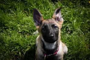 10 Schæferhund, stockhåret til salg på købhund.dk