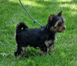 5 Yorkshire Terrier til salg på købhund.dk