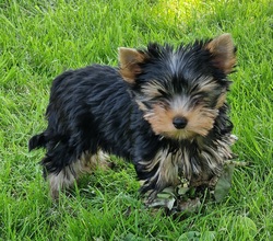 2 Yorkshire Terrier til salg på købhund.dk