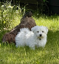 6 Bichon Havanais til salg på købhund.dk