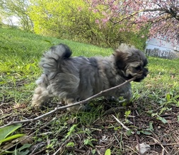 2 Bichon Havanais til salg på købhund.dk