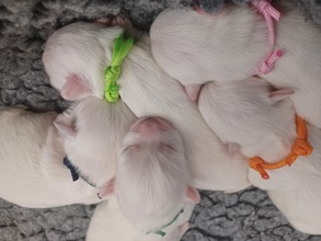 5 Coton de Tulear til salg på købhund.dk