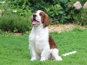 10 Welsh Springer Spaniel til salg på købhund.dk