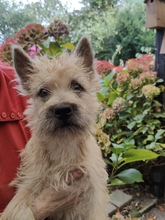 7 Cairn Terrier til salg på købhund.dk