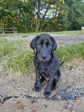 2 Labrador Retriever til salg på købhund.dk