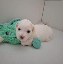 2 Coton de Tulear til salg på købhund.dk