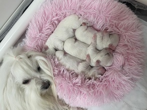 4 Coton de Tulear til salg på købhund.dk