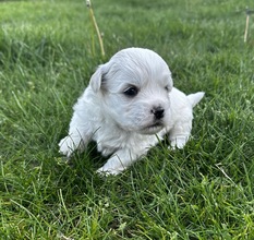 3 Coton de Tulear til salg på købhund.dk