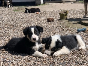 8 Border Collie til salg på købhund.dk