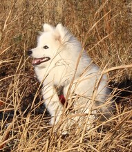 5 Japansk Spids til salg på købhund.dk