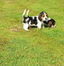 7 Petit Basset Griffon Vendéen til salg på købhund.dk