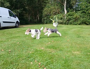 5 Fox Terrier, Ruhåret til salg på købhund.dk