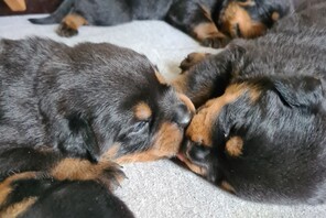 7 Rottweiler til salg på købhund.dk