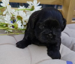 6 Shih Tzu til salg på købhund.dk