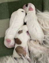 3 Coton de Tulear til salg på købhund.dk