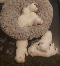 6 Coton de Tulear til salg på købhund.dk