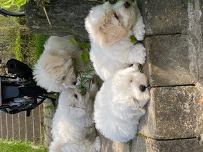 4 Coton de Tulear til salg på købhund.dk