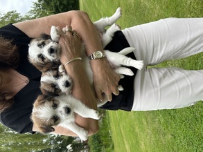 4 Jack Russell Terrier til salg på købhund.dk