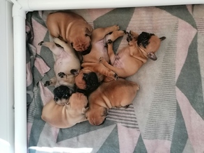 6 Fransk Bulldog til salg på købhund.dk