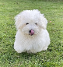 3 Coton de Tulear til salg på købhund.dk