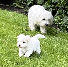 3 Coton de Tulear til salg på købhund.dk