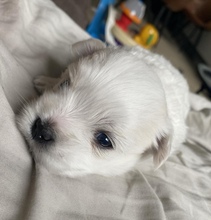 3 Coton de Tulear til salg på købhund.dk