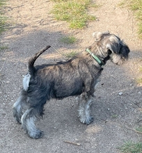 5 Dværgschnauzer, peber/salt til salg på købhund.dk