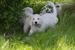 8 Golden Retriever til salg på købhund.dk