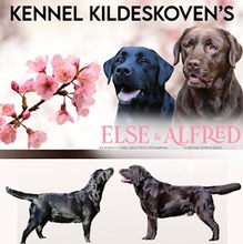 10 Labrador Retriever til salg på købhund.dk