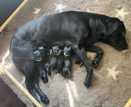 6 Labrador Retriever til salg på købhund.dk