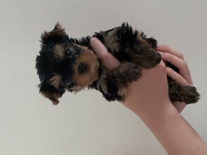 4 Yorkshire Terrier til salg på købhund.dk