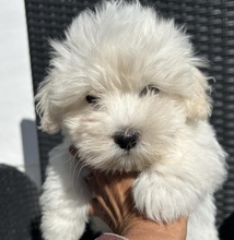 4 Coton de Tulear til salg på købhund.dk