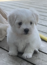 4 Coton de Tulear til salg på købhund.dk