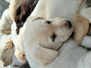8 Labrador Retriever til salg på købhund.dk
