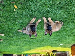 9 Schæferhund, stockhåret til salg på købhund.dk