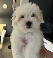 4 Coton de Tulear til salg på købhund.dk