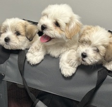 4 Coton de Tulear til salg på købhund.dk