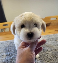 4 Coton de Tulear til salg på købhund.dk